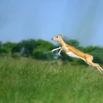 Honoring Leadership: Fotofigure Recognized by Junior Chamber International for Excellence in Photography