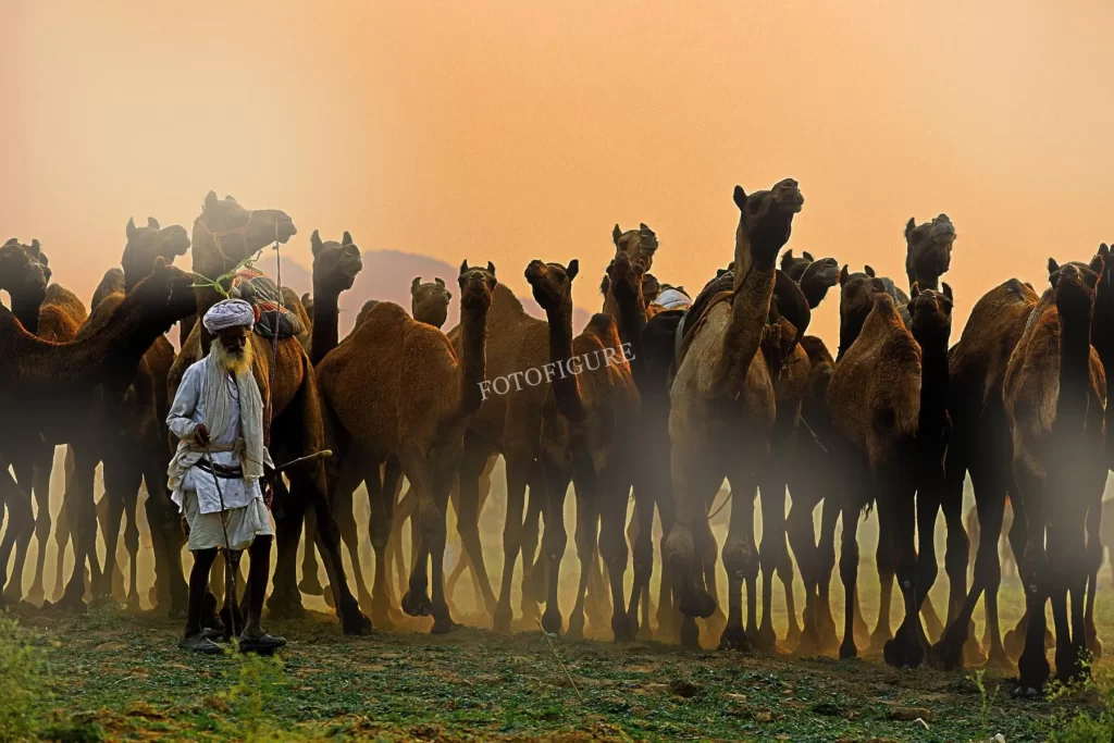 Desert with camels