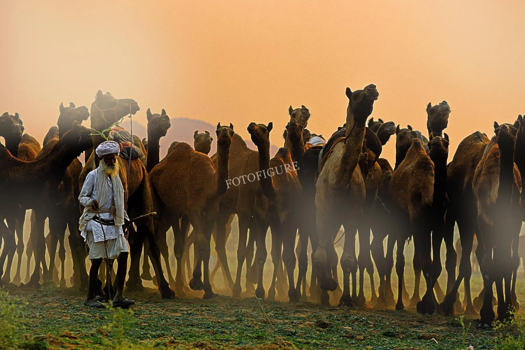Desert with camels